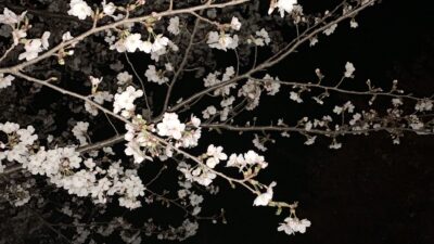 上田も桜が満開