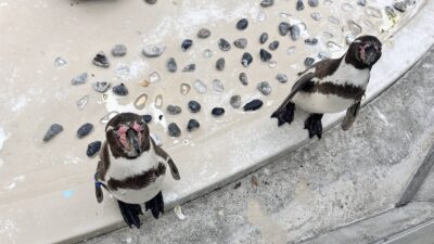 ペンギンが全部ブービー化する現象🐧