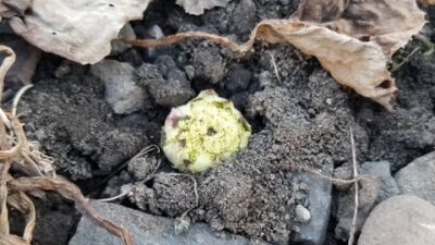 春になったら・・・