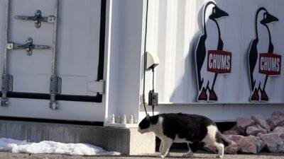 ブービーバード色の猫ちゃん