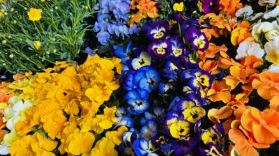 マキフェス in 長野！！