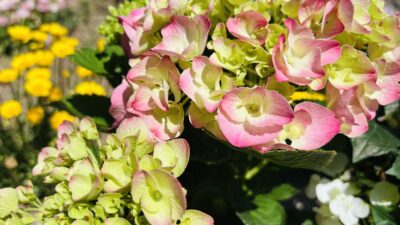 母の日の花選び