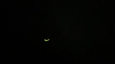 今年も蛍に会えました