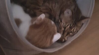 昔は日射病、今は熱中症